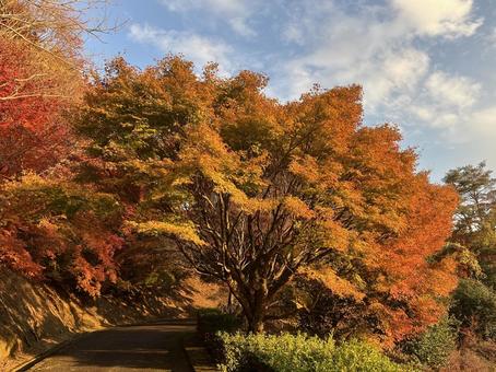 紅葉 もみじ,紅葉,徳島県の写真素材