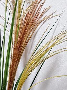 ススキの写真