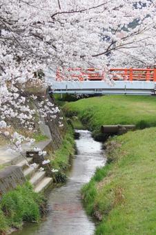 貫南公園 貫南公園 春,北九州,福岡県の写真素材