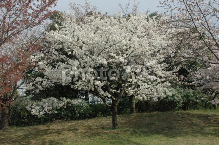 春分過ぎの神奈川県立四季の森公園の桜樹 横浜市緑区寺山町,桜花,桜木の写真素材
