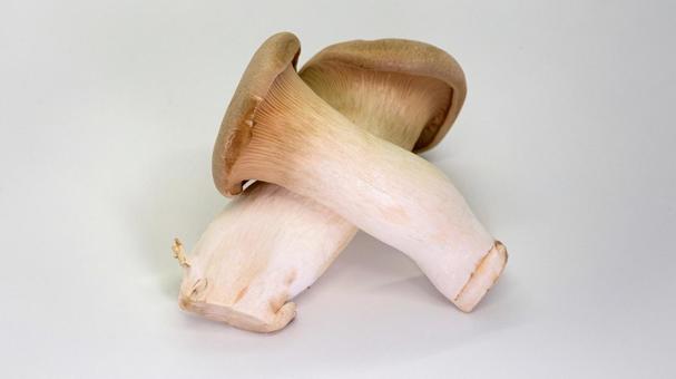 King oyster mushroom white background, JPG