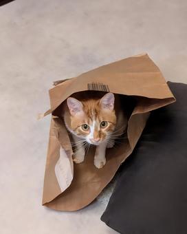 紙袋 猫 紙袋 猫の写真