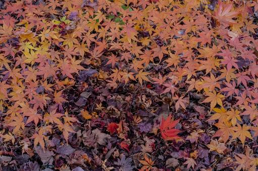 紅葉 紅葉の写真