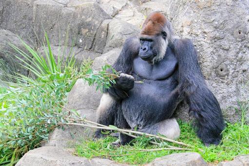 ニシゴリラ ニシゴリラの写真