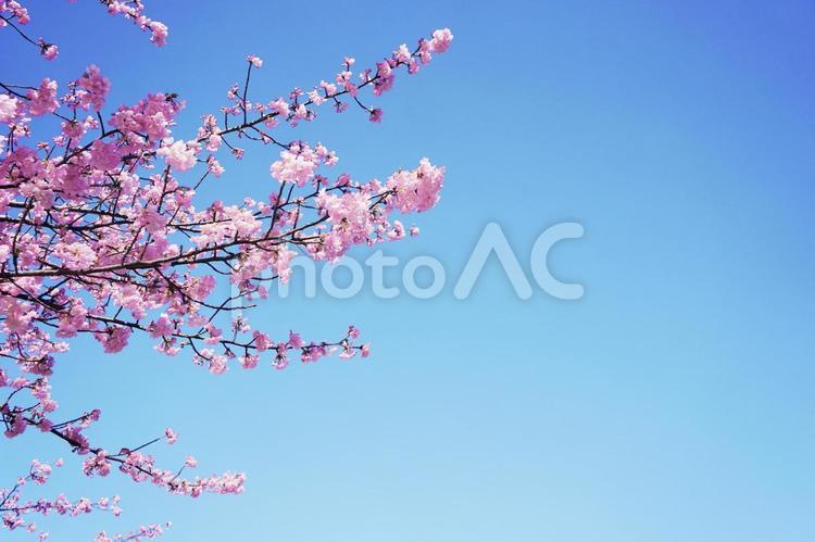 青空を背景にした河津桜フレーム 桜,空,春の写真素材