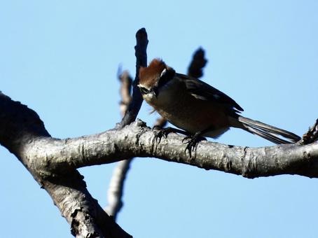 枝にとまるモズの写真
