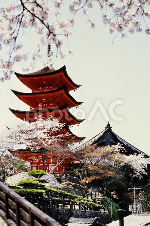宮島桜 世界遺産,広島県,廿日市市の写真素材