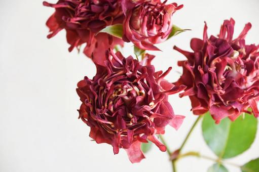 紅華美 紅華美 紅華美,スプレーばら,ばらの写真素材