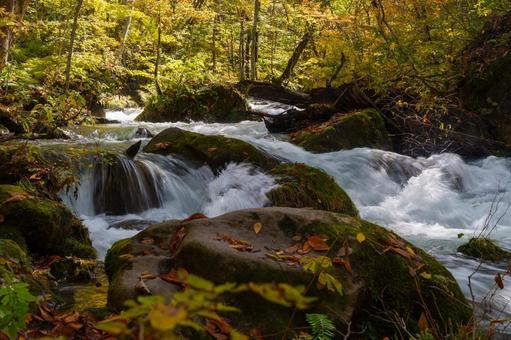 奥入瀬の 奥入瀬,晴れ,紅葉の写真素材