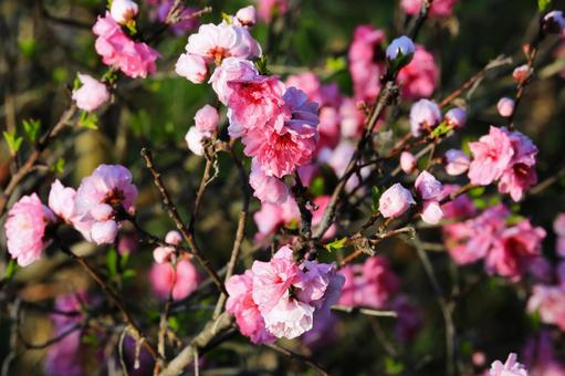 ハナモモの花1(横浜市内にて) ハナモモの花1(横浜市内にて)の写真
