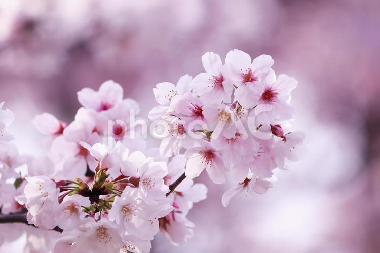 満開の美しい桜の花 桜,春,サクラの写真素材