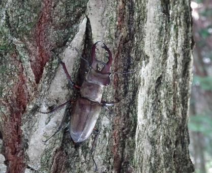 ミヤマクワガタ ミヤマクワガタ ミヤマクワガタ,クワガタ,ミヤマの写真素材