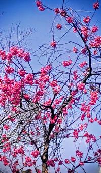 梅の花 梅の花 梅の花,花,植物の写真素材