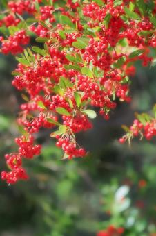 火棘與紅色水果 火棘與紅色水果