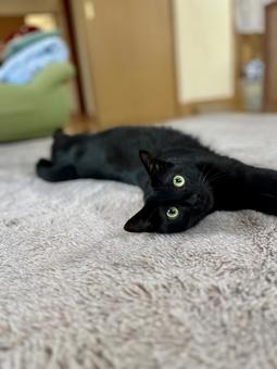 黒猫ロンちゃん♡ 黒猫ロンちゃん♡ ねこ,かわいい,ペットの写真素材