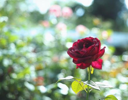 赤いバラ バラ,薔薇,赤いバラの写真素材