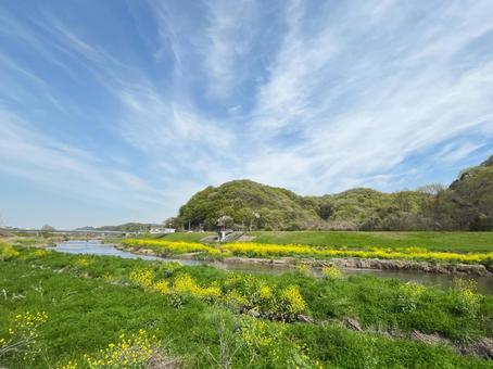 【花の写真】菜の花が咲く風景 【花の写真】菜の花が咲く風景 菜の花,なのはな,アブラナの写真素材