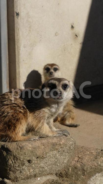 二匹とも見つめるミーアキャット ミーアキャット,meerkat,座るの写真素材