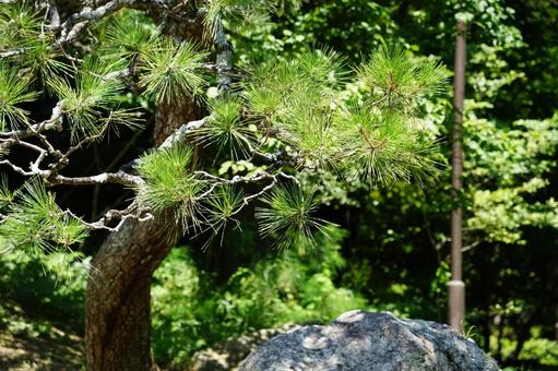 Young pine leaves and curved trunks, JPG Young pine leaves and curved trunks, JPG