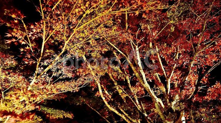 千葉県養老渓谷　夜の粟又の滝付近の紅葉 紅葉,粟又の滝,養老渓谷の写真素材