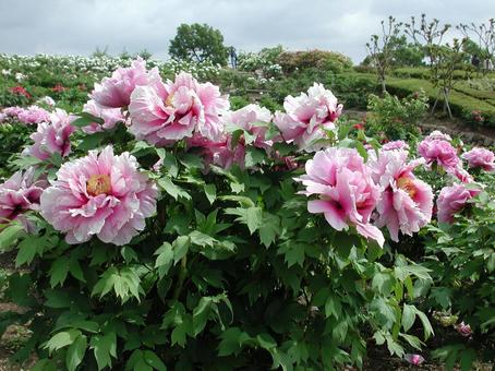 Photo, button, blooming landscape, shrub, 