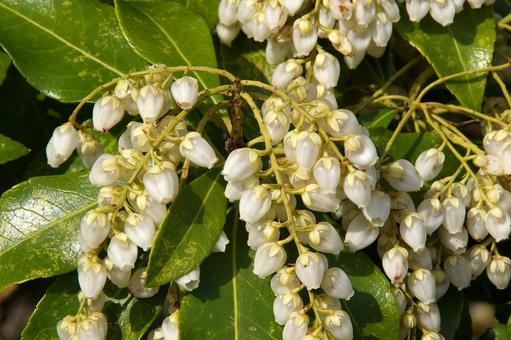 アセビ アセビ,アシビ,馬酔木の写真素材