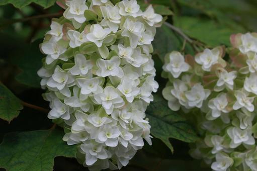 柏葉紫陽花 柏葉紫陽花,アジサイ,装飾花の写真素材