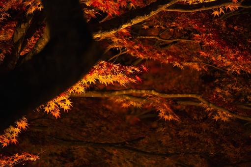夜の闇に浮かぶライトアップされた紅葉 紅葉,もみじ,楓の写真素材