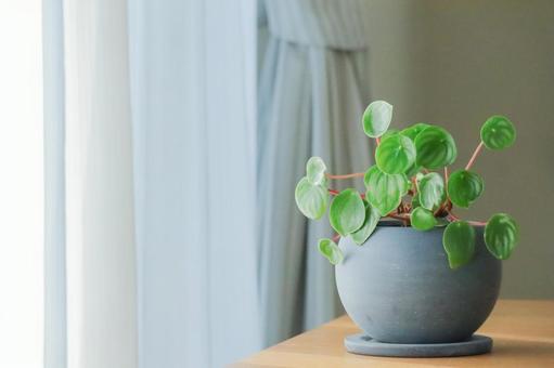 窓辺のペペロミア 観葉植物,グリーン,植物の写真素材