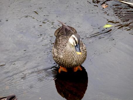 A spot-billed duck resting in the shallows of a waterway in March, JPG A spot-billed duck resting in the shallows of a waterway in March, JPG