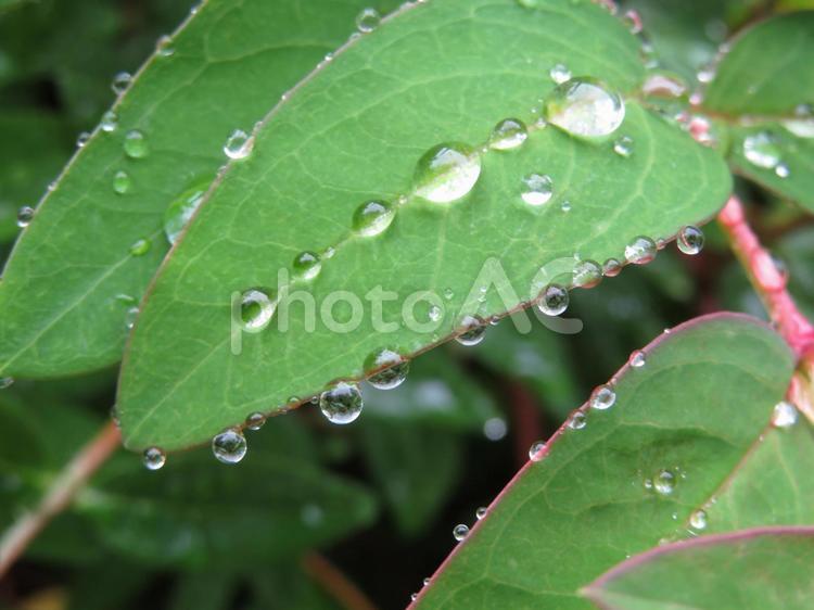雨上がり・水滴の残る植え込みの葉その８ 葉,葉っぱ,雨粒の写真素材