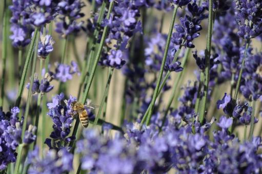 ラベンダーとミツバチ ラベンダーとミツバチ ラベンダー,蜜蜂,ミツバチの写真素材