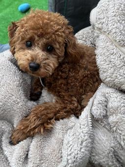 Photo, toy poodle, toypoo, favorite toy, 