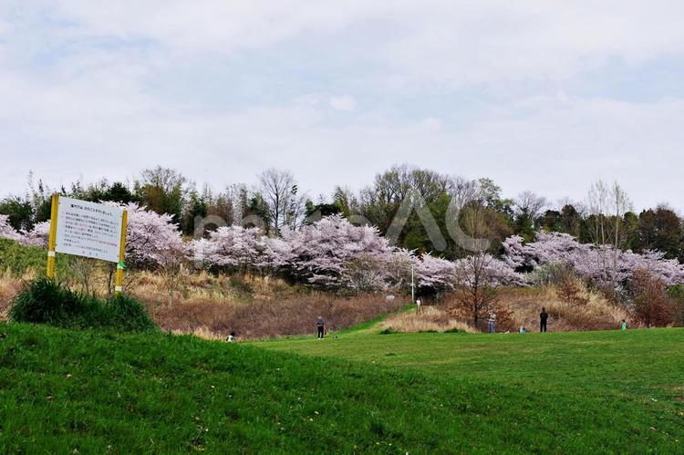 桜咲く公園風景 サクラ,桜,花の写真素材