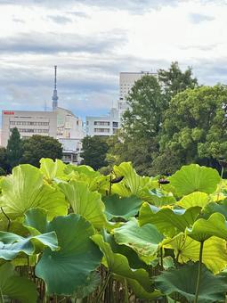 上野恩賜公園　スカイツリーと蓮 景色,公園,公共公園の写真素材