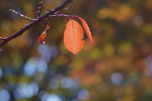 桜の紅葉 桜,紅葉,秋の写真素材