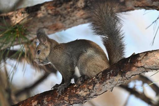 リス エゾリス,哺乳類,野生の写真素材