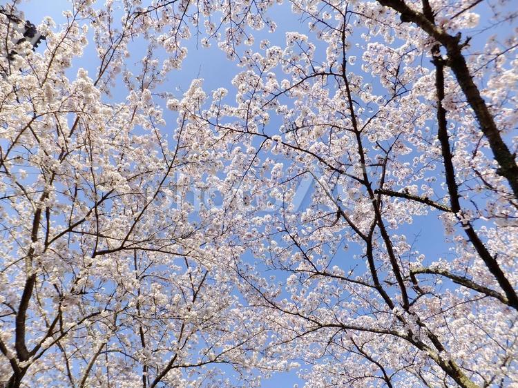 ＜春イメージ＞桜の花 桜,満開,春のイメージの写真素材