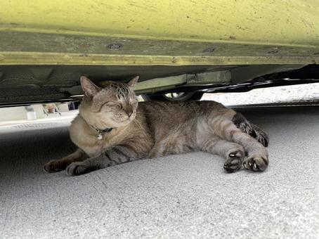 夏の隠れ家 夏の隠れ家 猫,ペット,癒しの写真素材