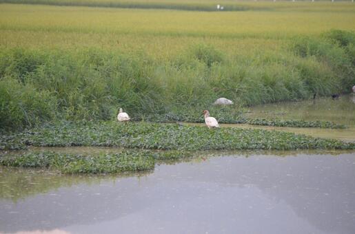 野生比目魚, JPG 野生比目魚, 사도, 따오기, 천연 기념물, JPG
