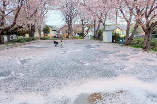 ピンクの絨毯 桜,桜散る,ピンクの写真素材