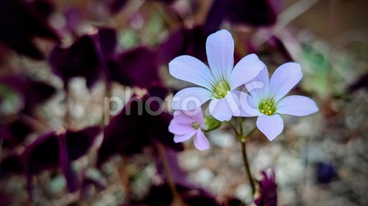 オキザリスと紫の葉、光と影のコントラスト 花,紫色の花,パープルの写真素材