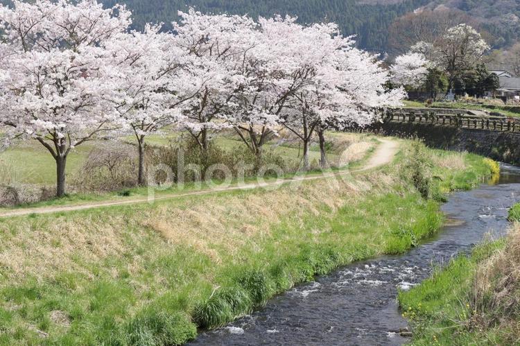 桜並木 桜,桜並木,土手の写真素材