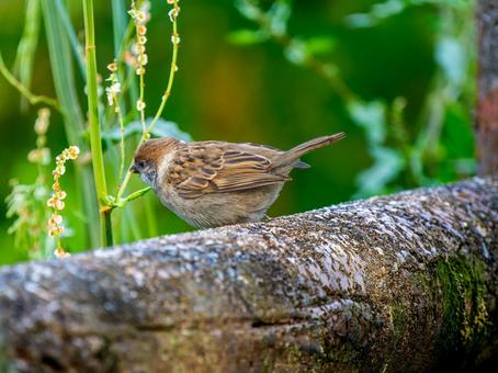 手すりにとまるスズメ 手すりにとまるスズメ スズメ,雀,鳥の写真素材
