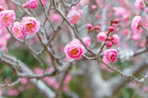 春に咲く桃色の梅の花 春に咲く桃色の梅の花 梅,花,春の写真素材