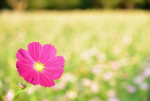 Cosmos, cenário, planta, flor, JPG