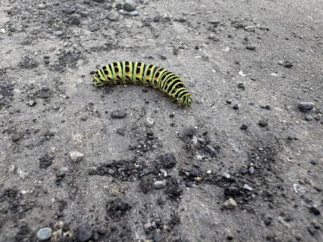 キアゲハの幼虫　青虫 青虫,アオムシ,幼虫の写真素材