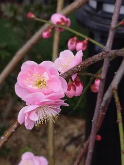 梅のアップ 梅のアップ 梅,うめ,花の写真素材