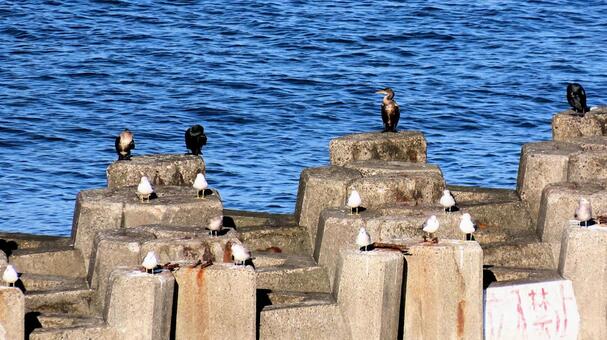 ルールは守ろう 海鳥,秋,海の写真素材