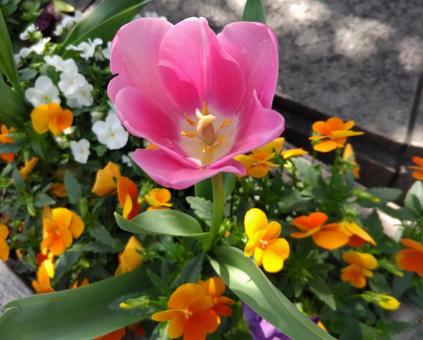チューリップ0003 チューリップ0003 チューリップ,春,花の写真素材